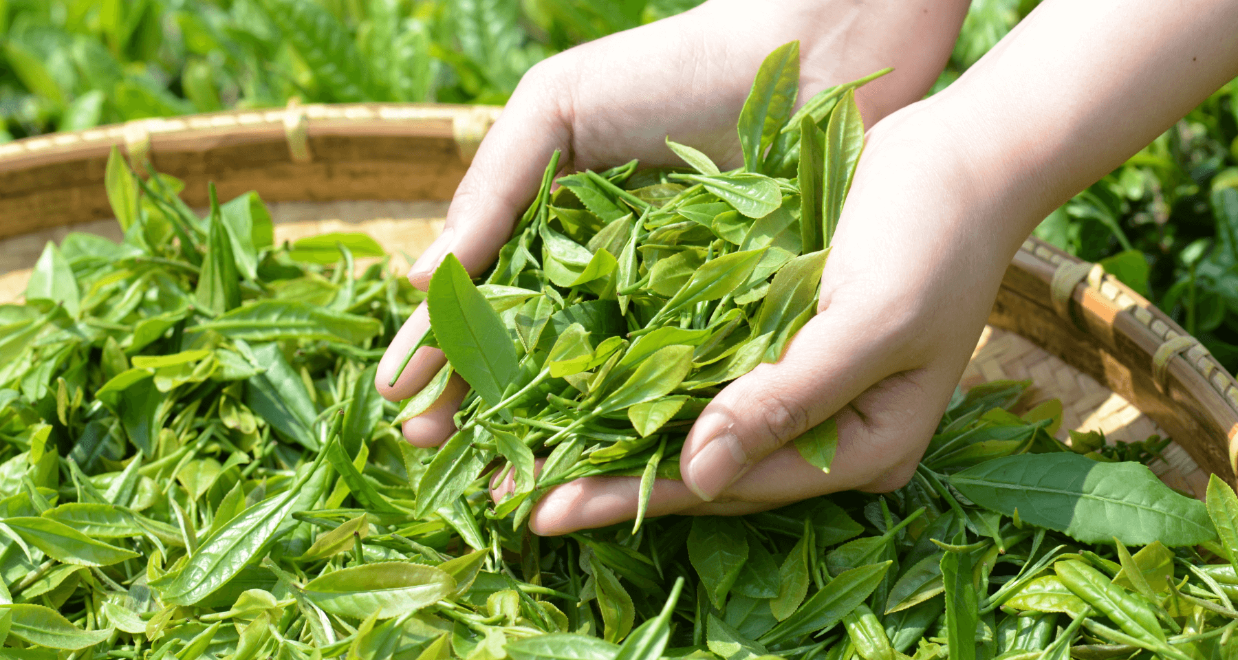 hand ful of fresh harvested tea leaves